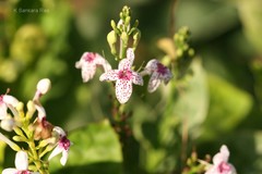 Pseuderanthemum reticulatum
